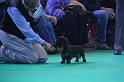 Crufts_dachshunds 086